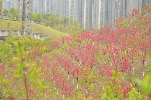 荒坡變花海 江北區(qū)1800余株碧桃綻放，精細(xì)化綠化扮靚城市角落