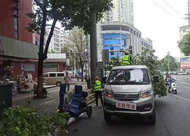 耒陽(yáng)市城管局 修剪校園周邊綠化樹(shù)，守護(hù)安全與綠意同行