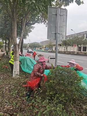 漳平市城市管理局 為樹(shù)木披上“防寒衣”，全面筑牢冬季綠化防線(xiàn)