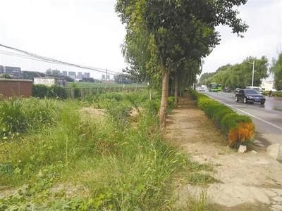 雜草“霸占”馬路邊，如此“綠化”讓人憂(yōu)——城市綠化管理需精細(xì)化