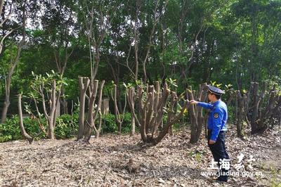 新成路中隊(duì) 養(yǎng)護(hù)綠化豈能簡(jiǎn)單粗暴？耐心與責(zé)任心是城市管理的關(guān)鍵