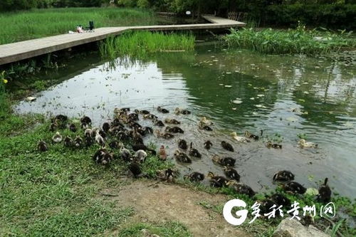貴陽(yáng)市城市綠化服務(wù)中心多措并舉，打響福壽螺防治戰(zhàn)